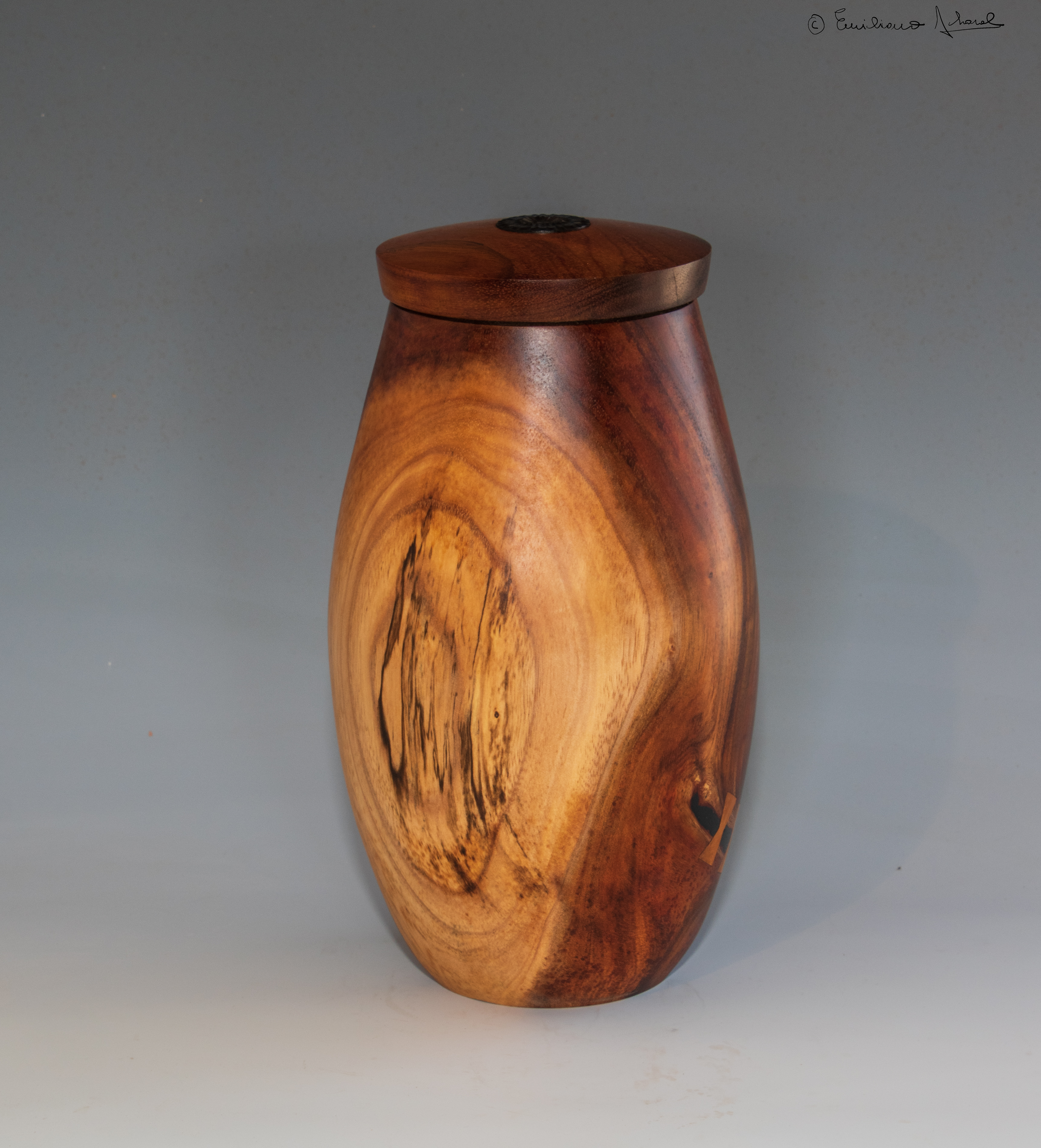  Contrasting sap wood 