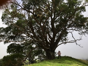  Ancient giant Koa tree 