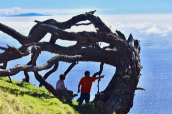  Gnarly old giant Koa 